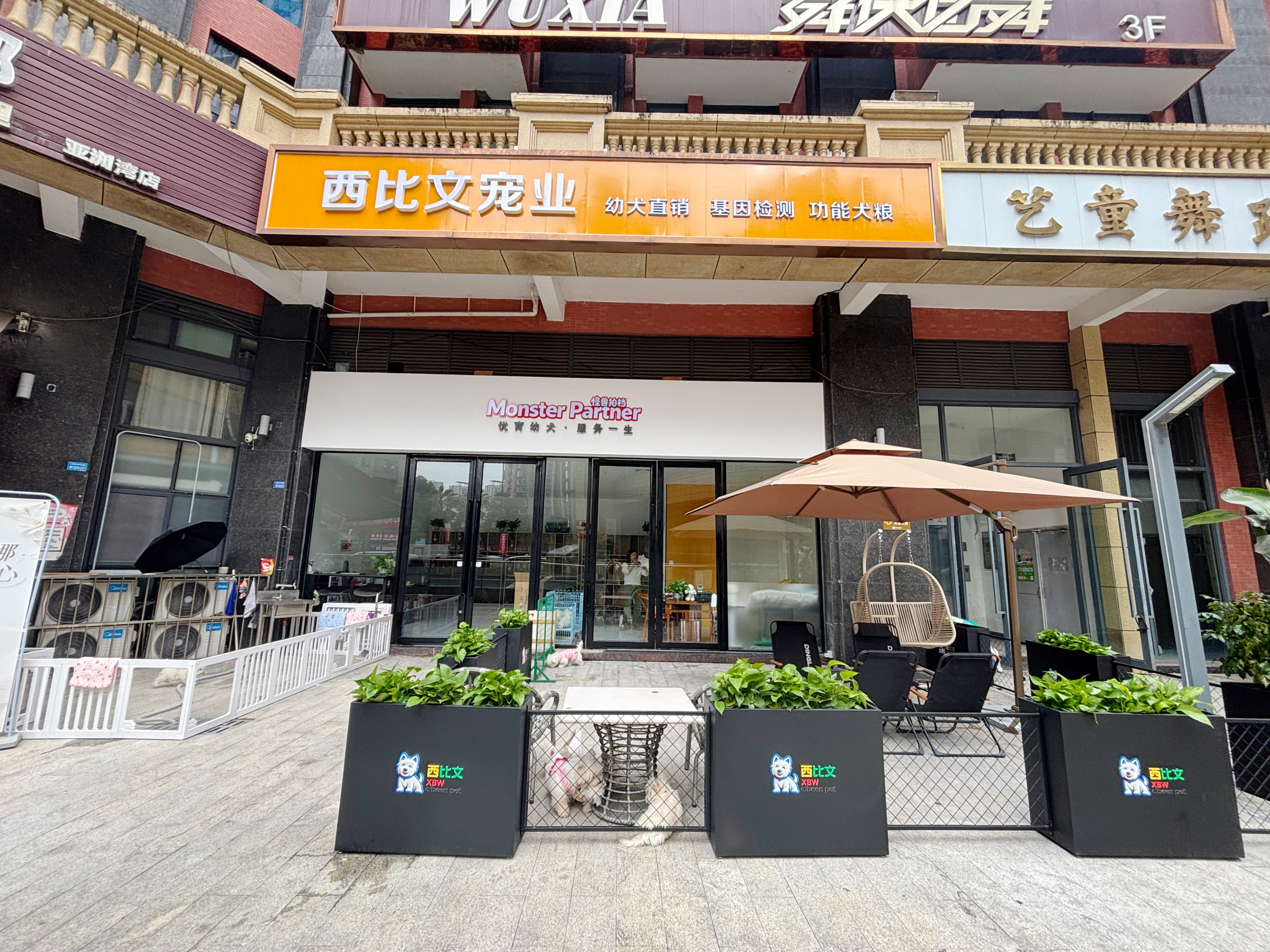 成都西高地繁育基地都在哪些地方？本地犬舍地图+选宠指南